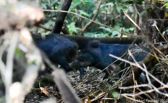 Image of white-lipped peccary