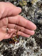 Drosera fimbriata De Buhr的圖片