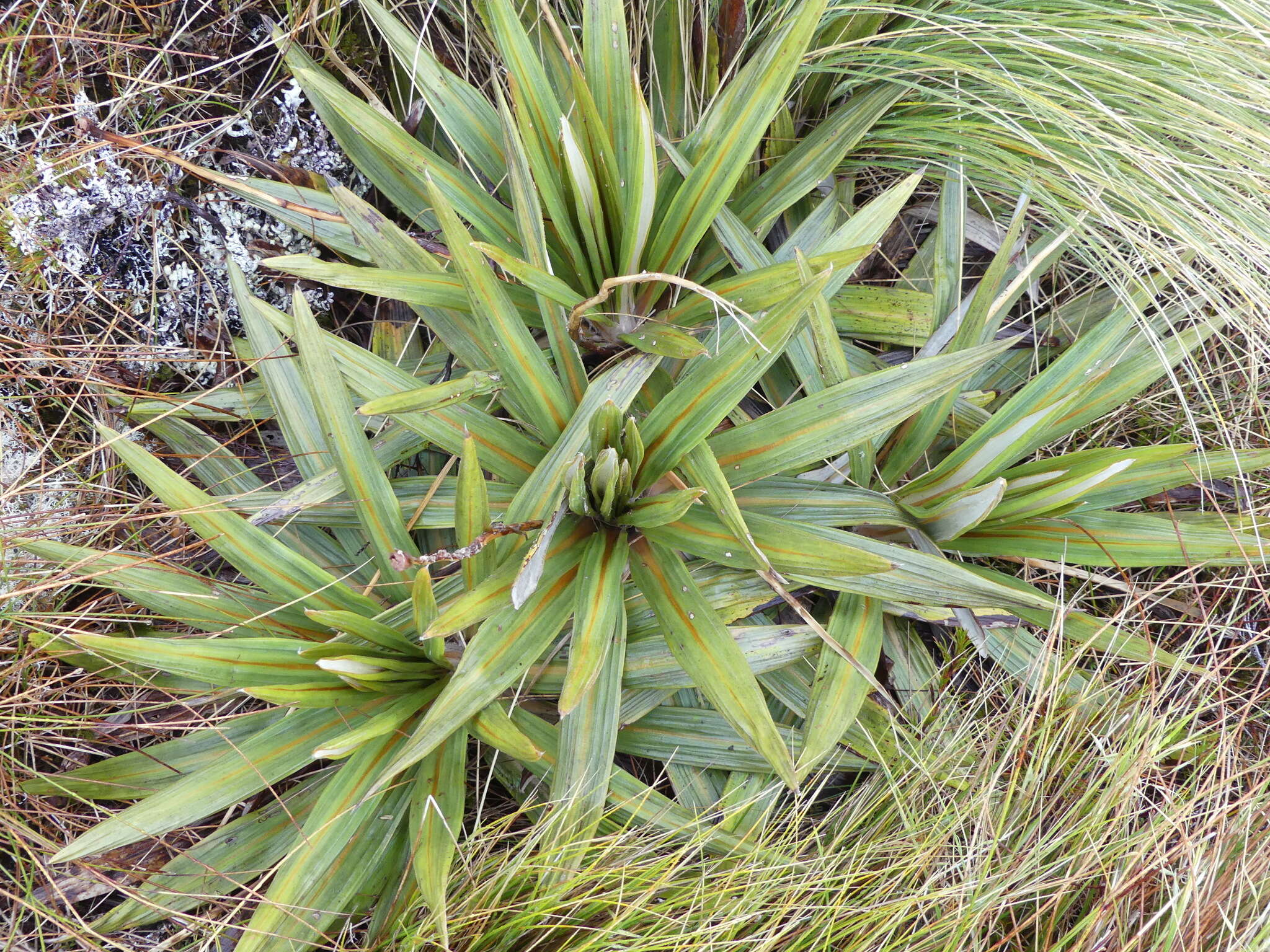 Plancia ëd Celmisia coriacea (Forst. fil.) Hook. fil.