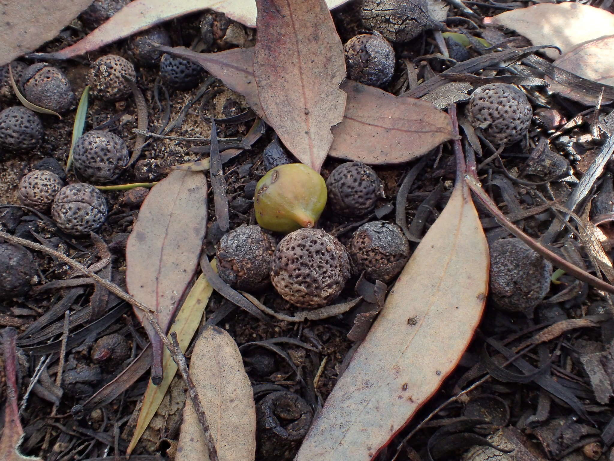 Image of Santalum murrayanum (T. Mitch.) C. Gardner