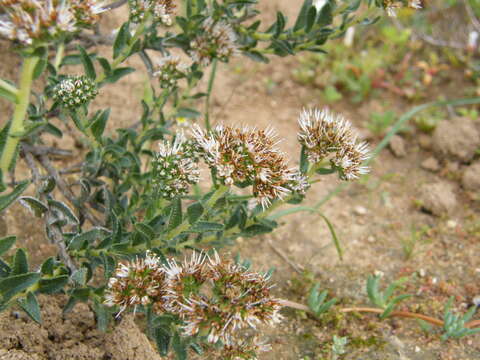 Image of Lobostemon capitatus (L.) Buek