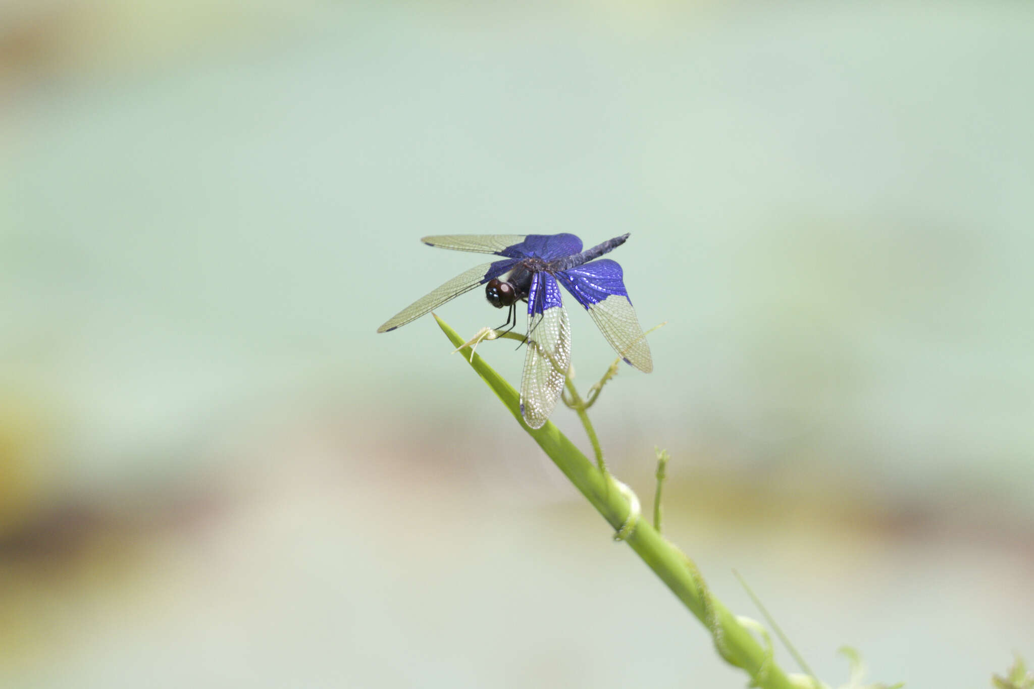 Слика од Rhyothemis triangularis Kirby 1889