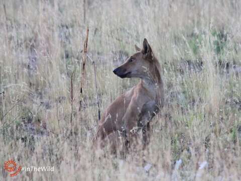 Plancia ëd Canis lupus familiaris Linnaeus 1758