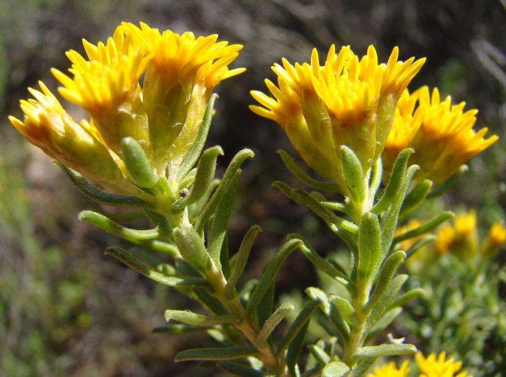 Plancia ëd Oedera genistifolia (L.) A. A. Anderberg & K. Bremer