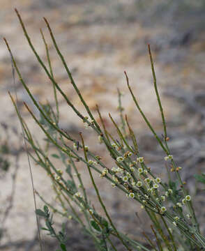 Image de Psammomoya choretroides (F. Müll.) Diels & Loes.