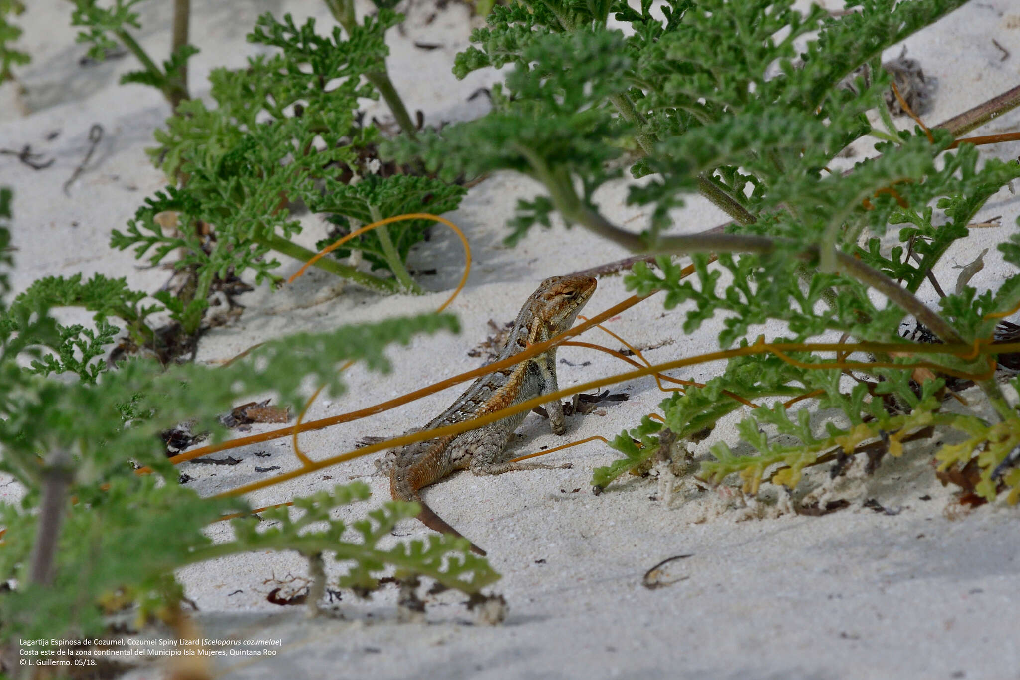 Sivun Sceloporus cozumelae Jones 1927 kuva