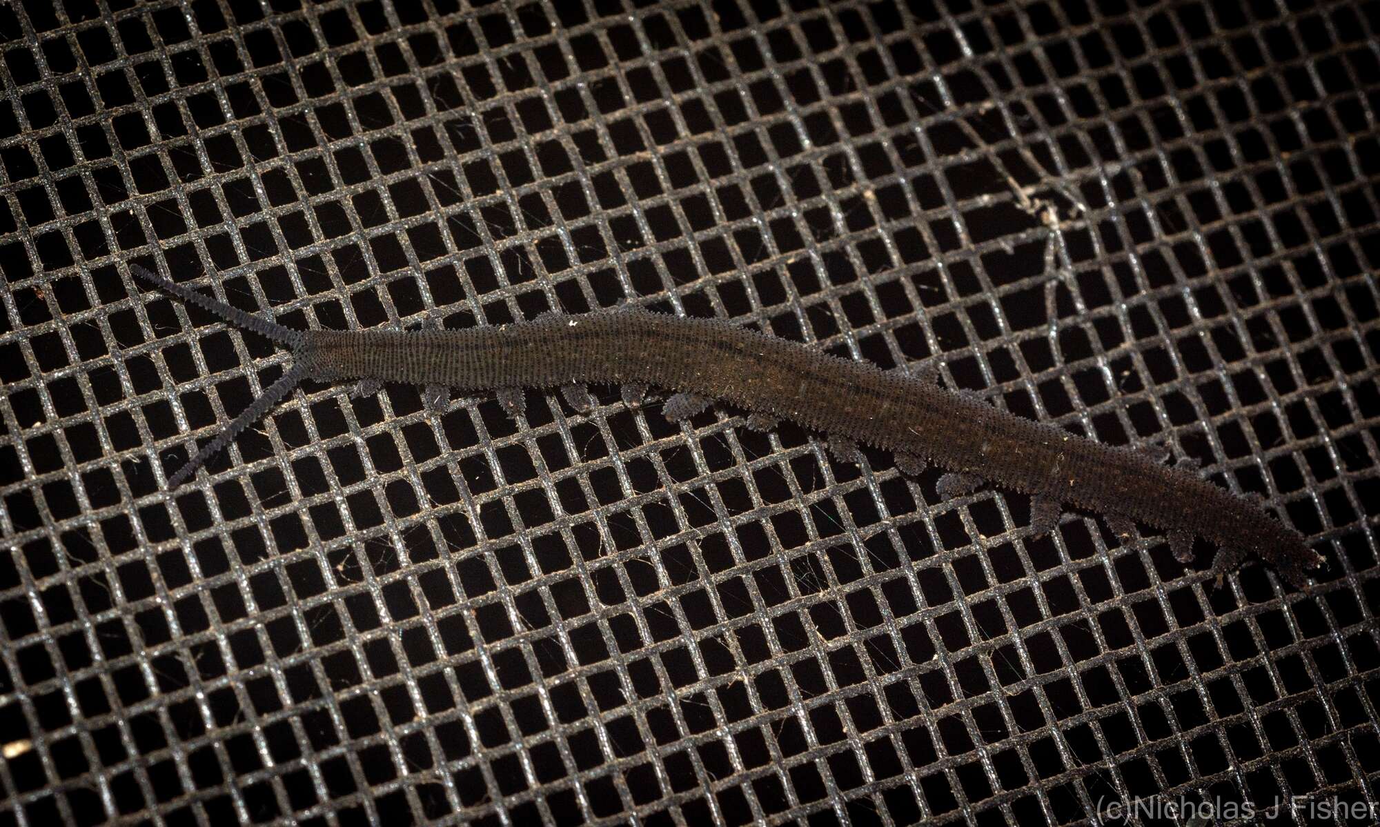 Image of Nodocapitus barryi Reid 1996