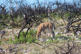 Image of Bontebok