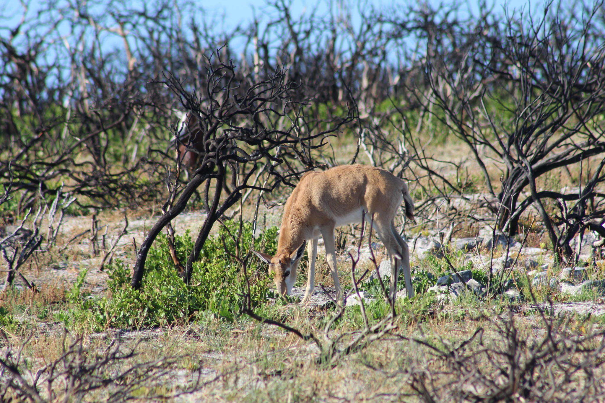 Image of Bontebok