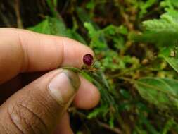 Image of Pleurothallis ruscaria Luer