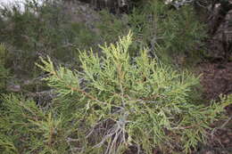 Image de Juniperus foetidissima Willd.