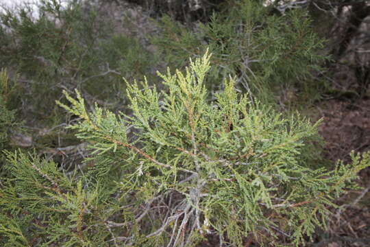 Image de Juniperus foetidissima Willd.