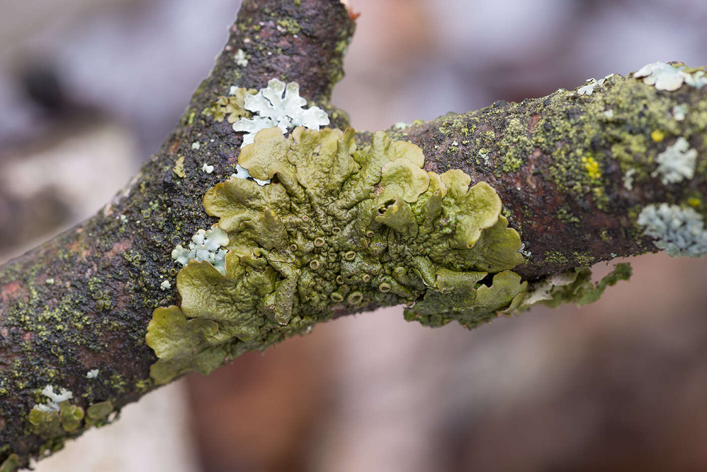 Image of melanelia lichen