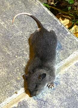 Image of climbing rat