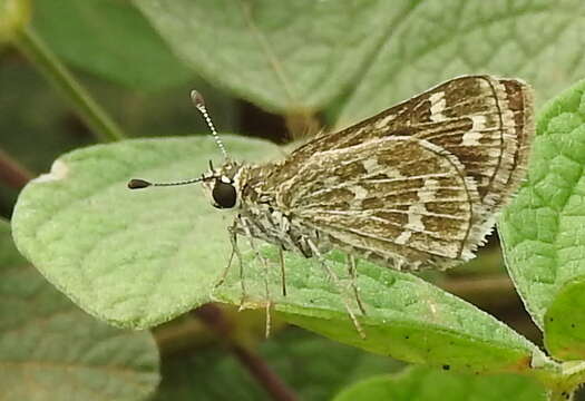 Image of Grey-veined Grass Dart