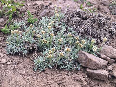 Image de Antennaria chilensis Remy