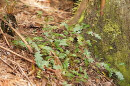 Image of Solanum prinophyllum Dun.