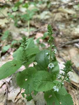 Image of Veronica officinalis var. officinalis