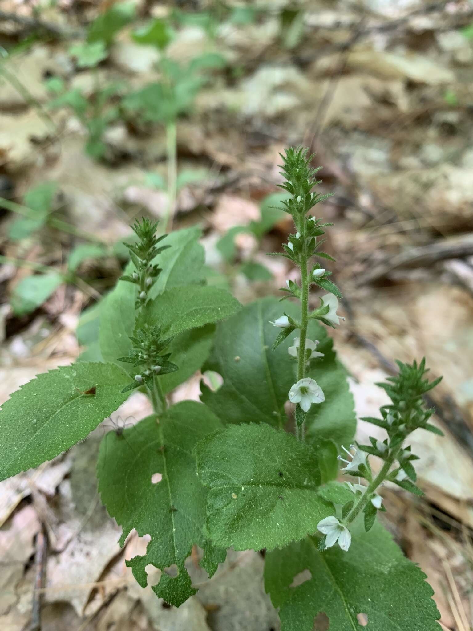 Imagem de Veronica officinalis var. officinalis