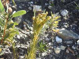 Image of Thesium carinatum A. DC.