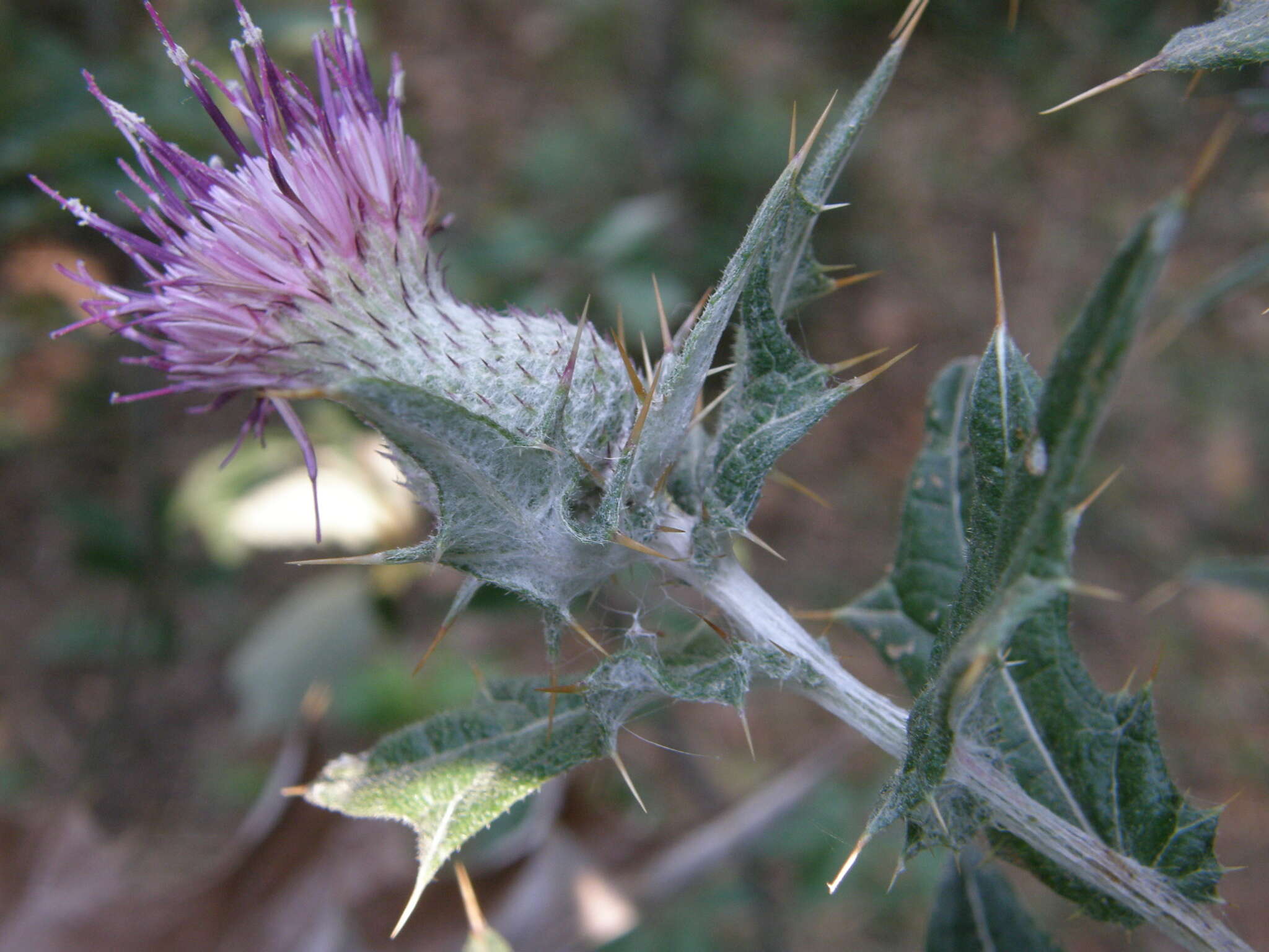 Cirsium scabrum (Poir.) Bonnet & Barratte的圖片