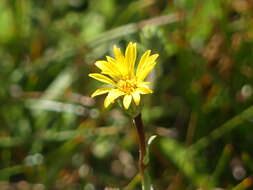 Image of lanceleaf goldenweed