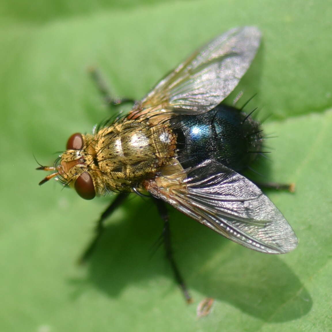 Image of Archytas apicifer (Walker 1849)