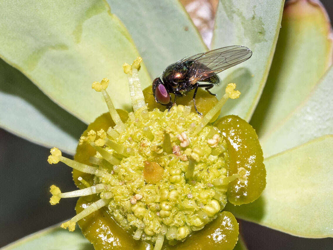 صورة Lamprolonchaea smaragdi (Walker 1849)