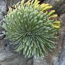 Imagem de Saxifraga longifolia subsp. longifolia