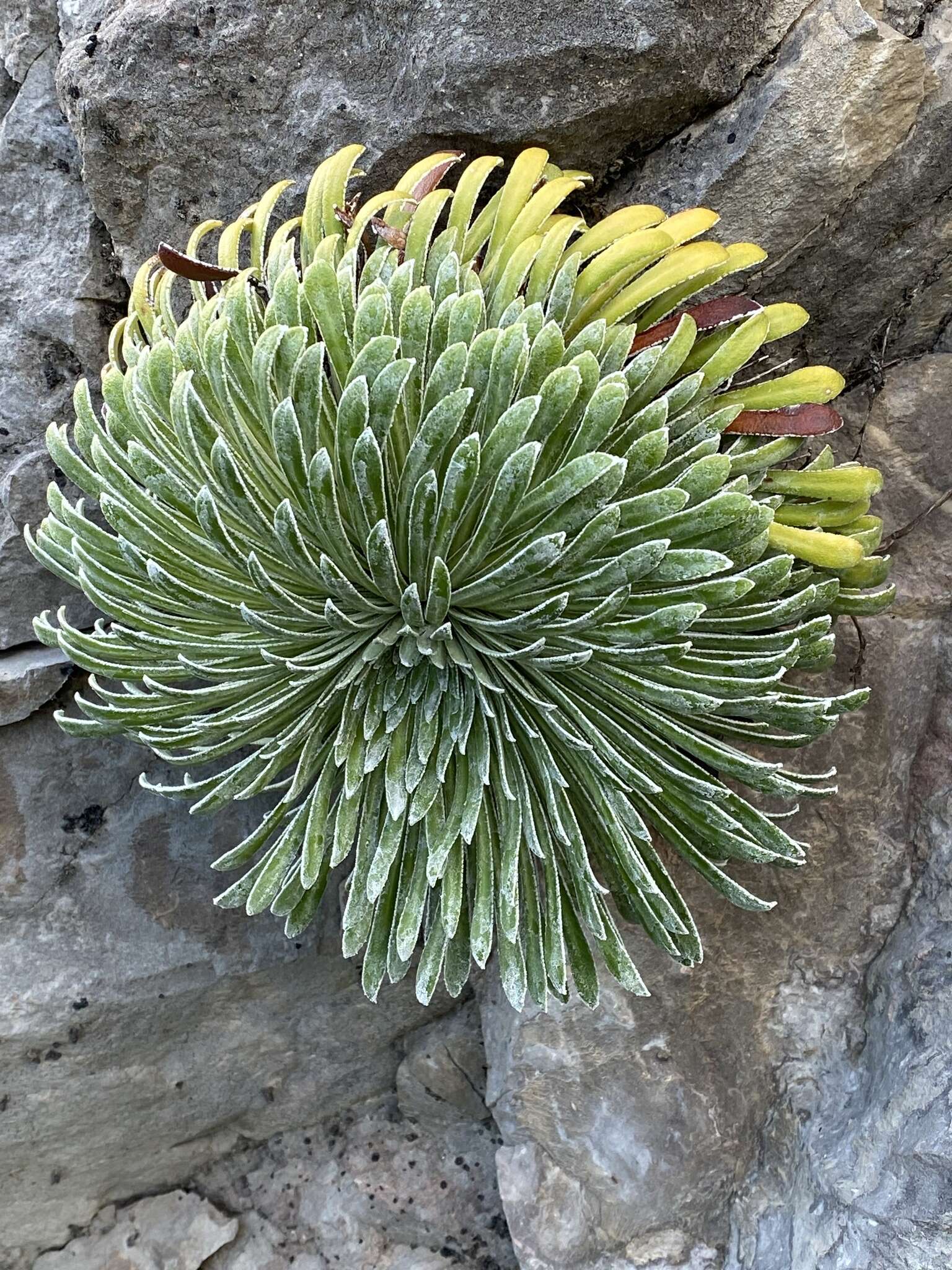 Imagem de Saxifraga longifolia subsp. longifolia