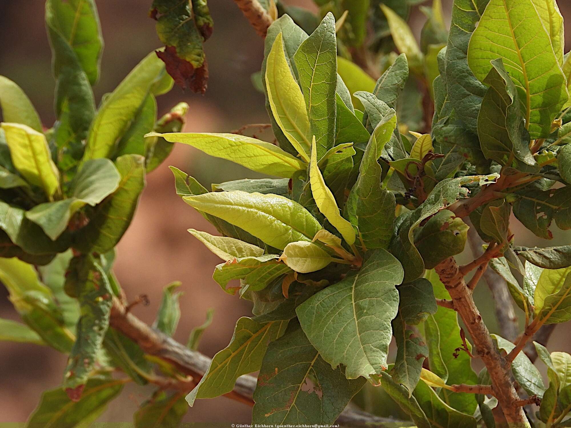 Image of Lannea transulta (Balf. fil.) Radcliffe-Smith