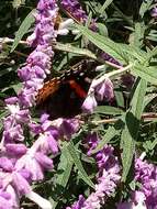 Image of Vanessa atalanta rubria (Fruhstorfer 1909)