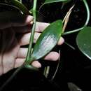 Image of Vanilla griffithii Rchb. fil.