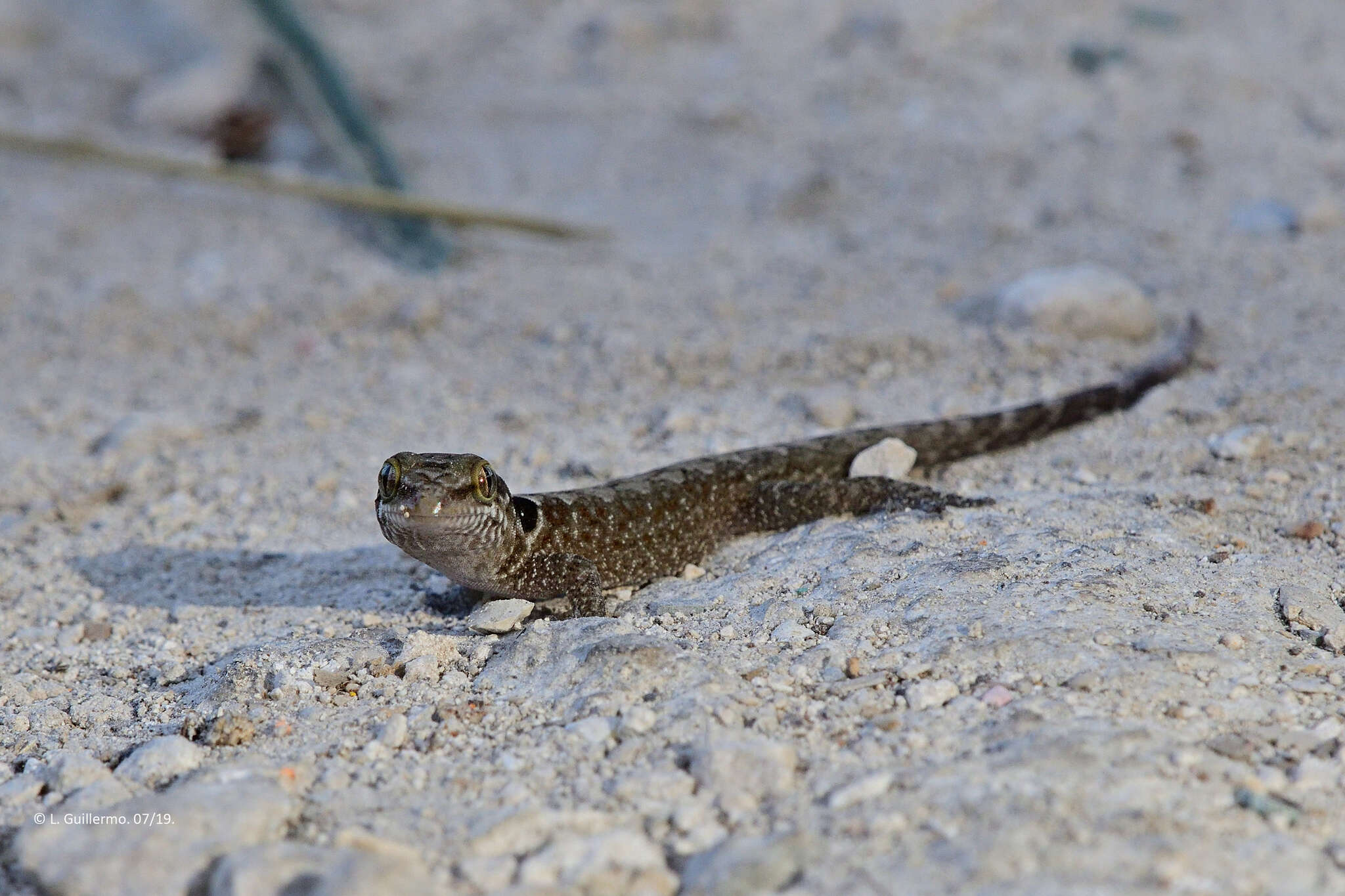 Image of Saint George Island Gecko