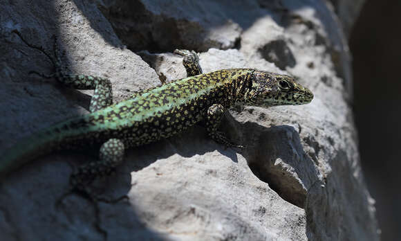 Image of Danford's Lizard