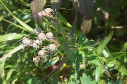 Achillea ptarmica subsp. macrocephala (Rupr.) Heimerl resmi