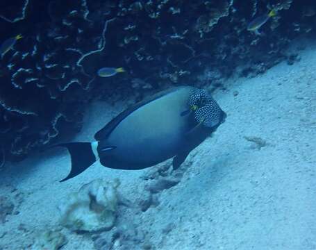 Image of Earbar Surgeonfish