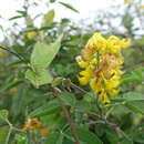 صورة Crotalaria decaryana R. Vig.