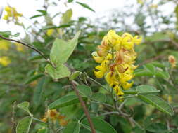 Image of Crotalaria decaryana R. Vig.