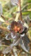 Imagem de Rhododendron rubropilosum Hayata