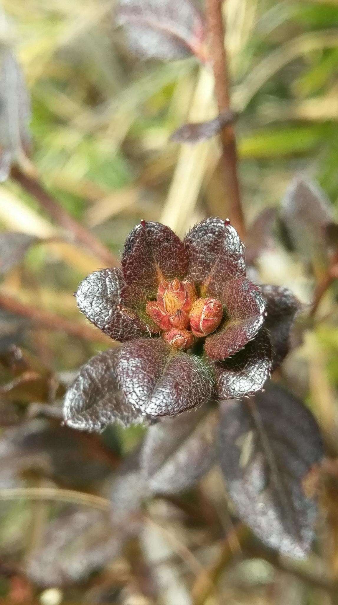 Imagem de Rhododendron rubropilosum Hayata