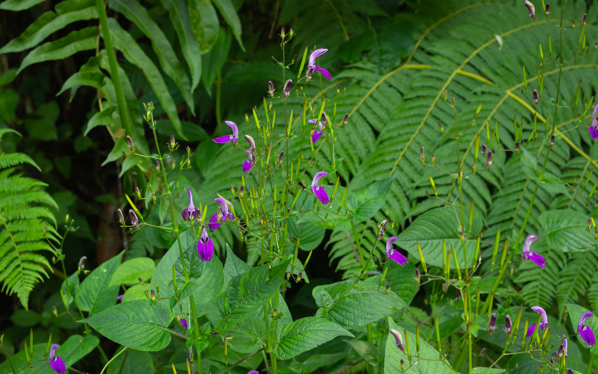 Image of Brillantaisia lamium (Nees) Benth.