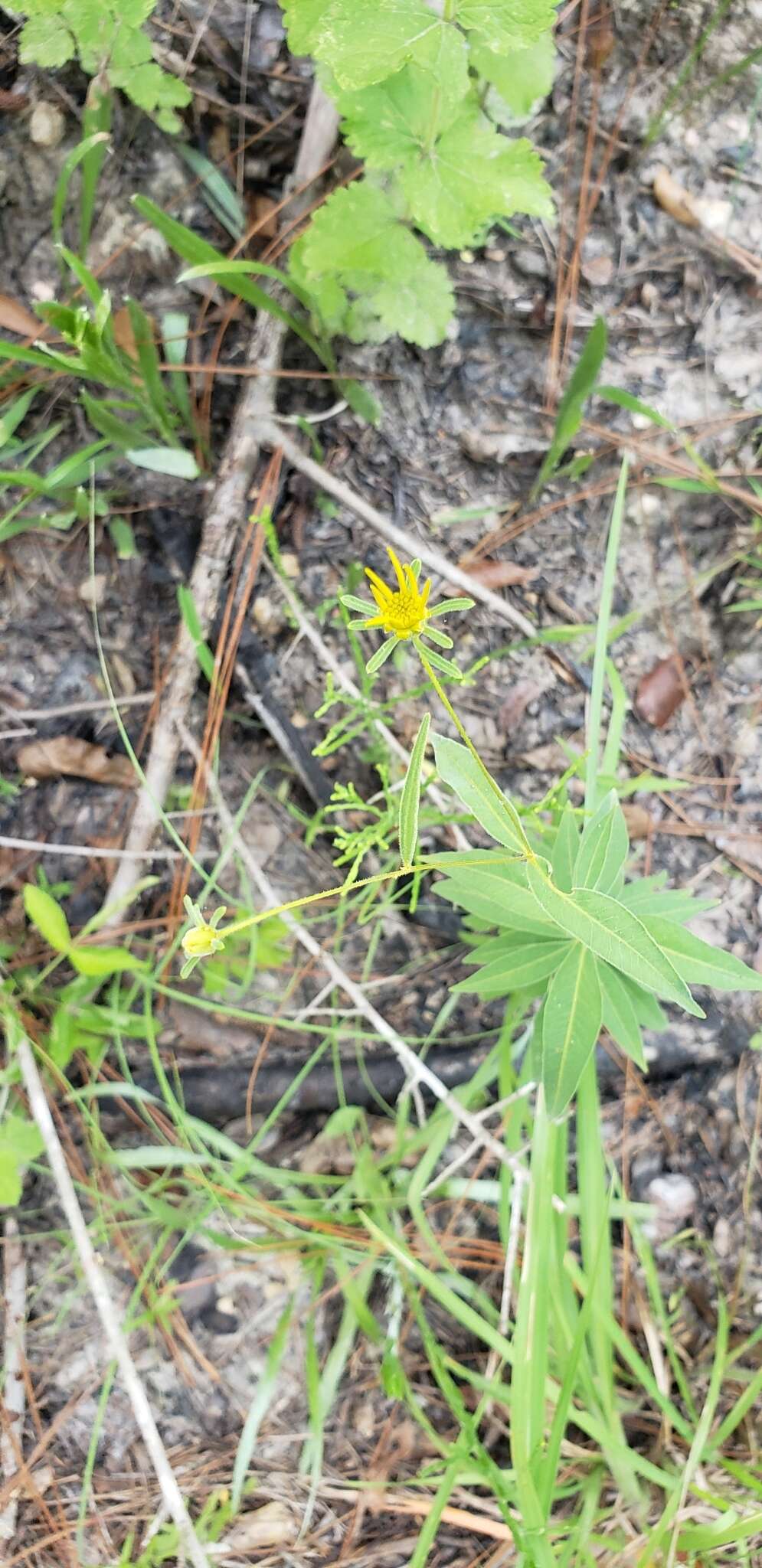 صورة Coreopsis major Walt.