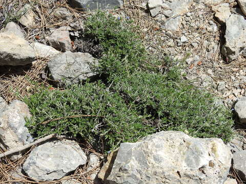 Image of Lithodora hispidula (Sm.) Griseb.