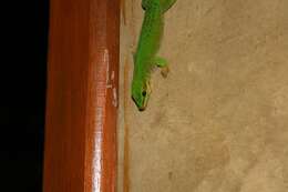Image of Madagascar Day Gecko