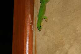 Plancia ëd Phelsuma madagascariensis Gray 1831