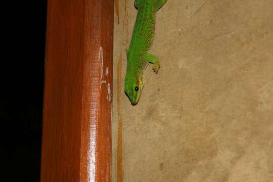 Image of Madagascar Day Gecko