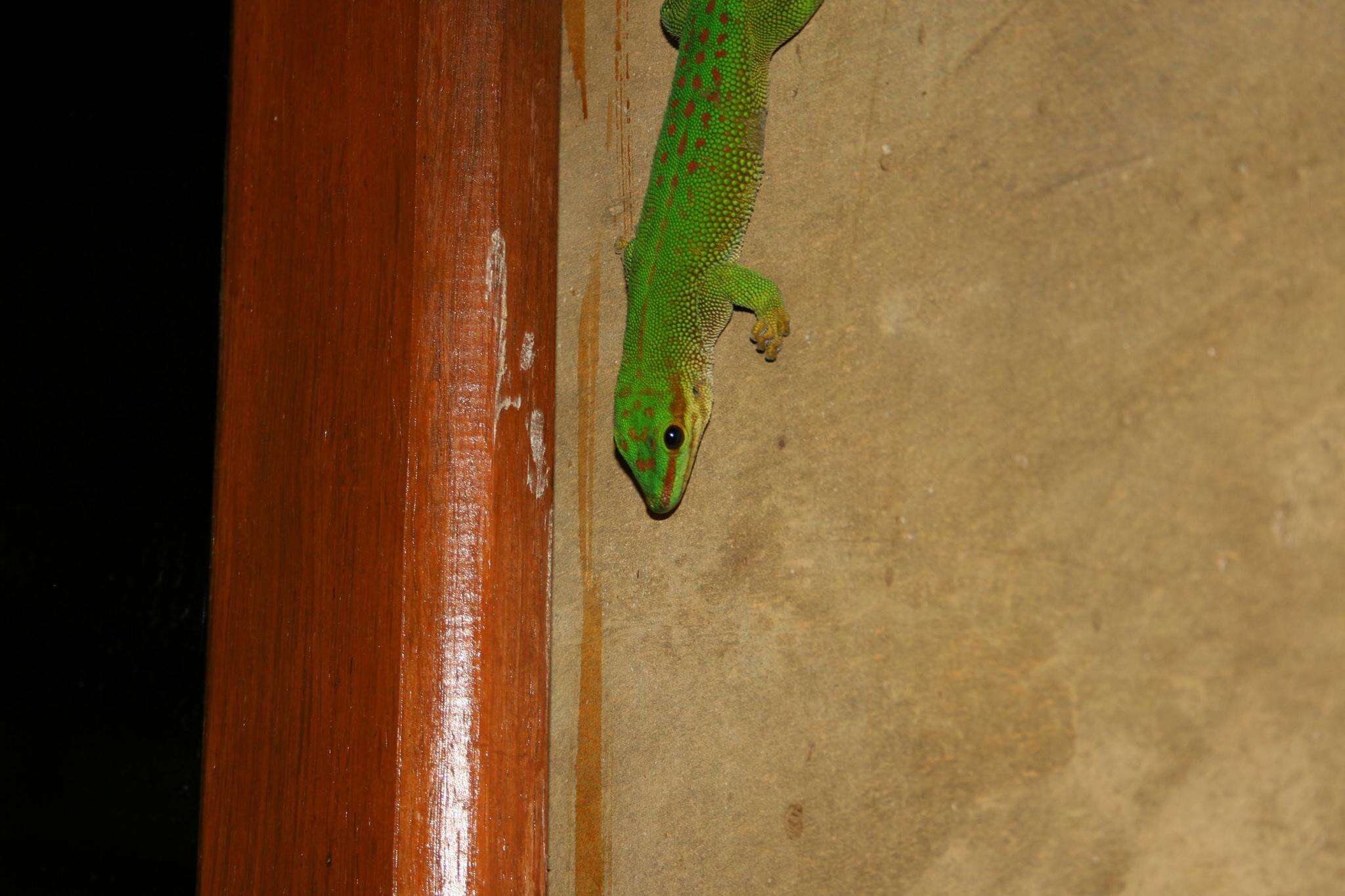 Plancia ëd Phelsuma madagascariensis Gray 1831