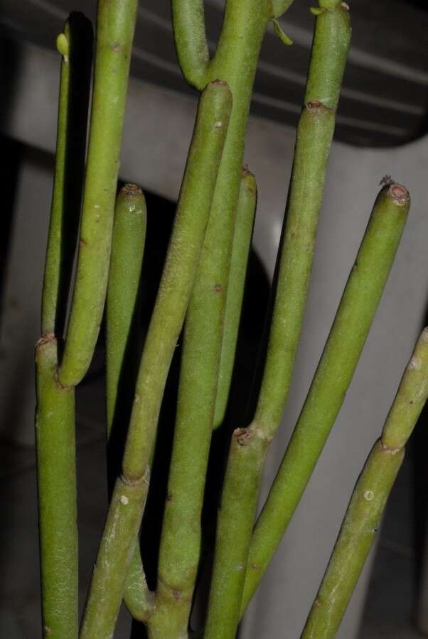 Image de Euphorbia analalavensis Leandri