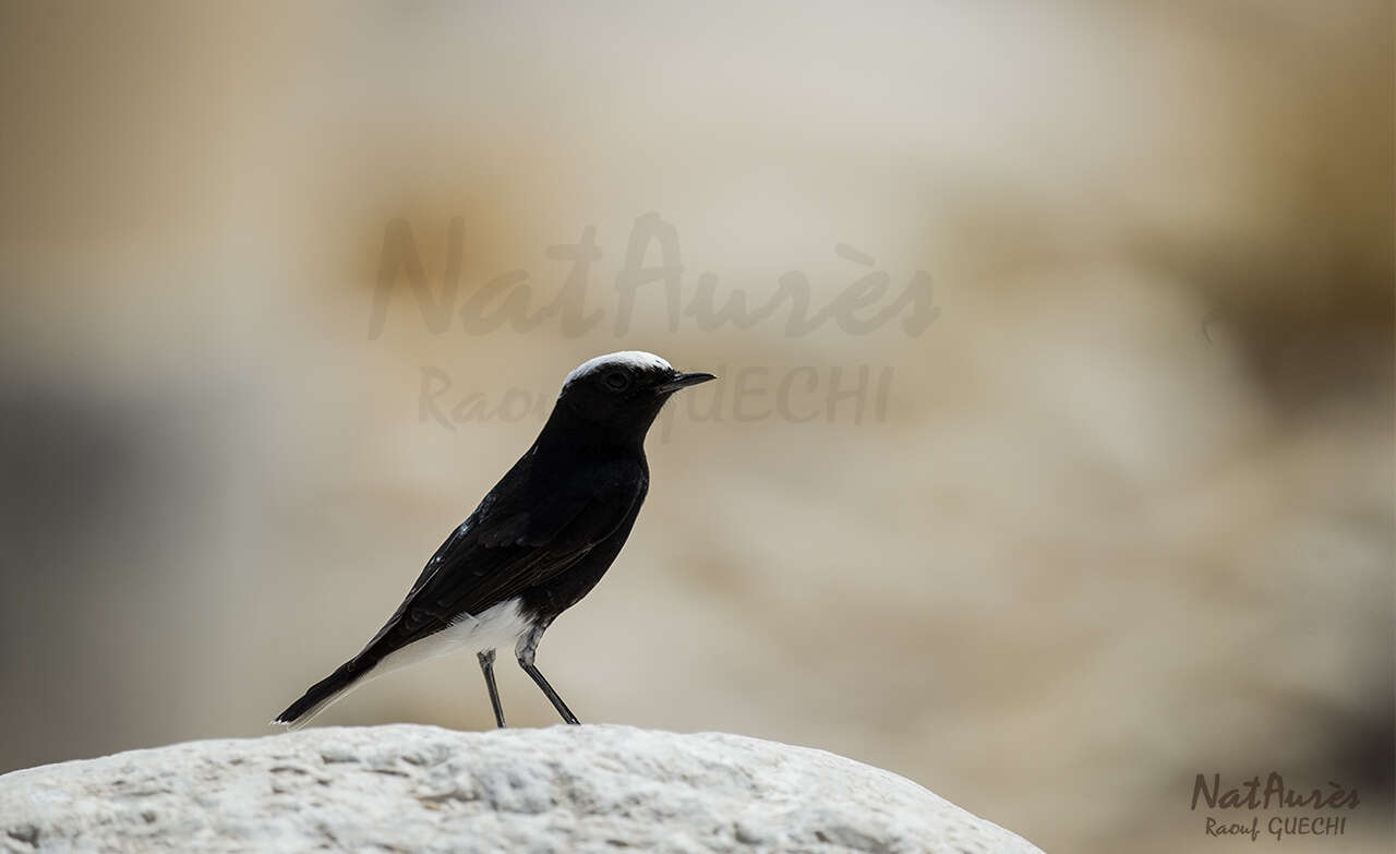 Image of White-crowned Black Wheatear